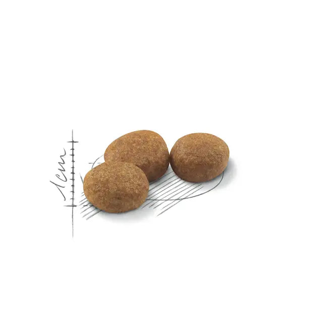 רויאל קנין חתול סטרילייזד